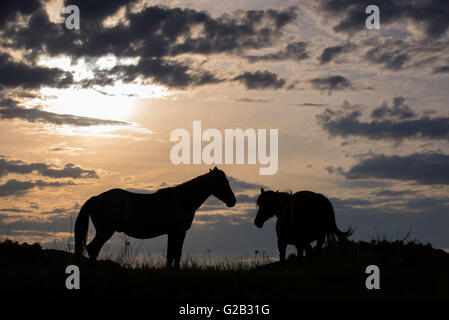 Wild Horses, (Equs ferus), Mustangs, silhoutted pair, Western North America Stock Photo