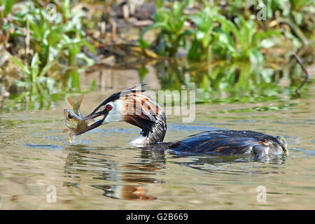 Great crested grebe in water with a fish in its beak Stock Photo