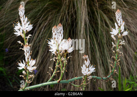 Branching flowerhead of the branched Asphodel, Asphodelus ramosus, from the Mediterranean Stock Photo