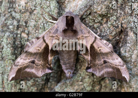 Eyed hawk-moth (Smerinthus ocellata) with hindwings hidden. Hawk moth in the family Sphingidae, camouflaged against bark Stock Photo