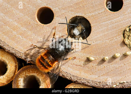 Hatching red mason bee (Osmia bicornis), familiy of Megachilidae (Megachilidae), Bee Hotel, artificial breeding site Stock Photo