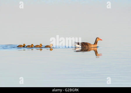 Greylag Goose (Anser anser) with gosling, swimming in lake, Lake Neusiedl, Burgenland, Austria Stock Photo