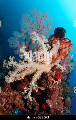 Coral reef with various soft corals (Dendronenephthya sp.), Sponges (Porifera), feather stars (Crinoidea) and gorgonians Stock Photo