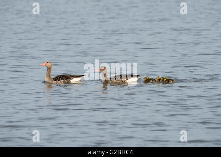 Greylag goose family (Anser anser) with gosling, swimming in lake, Lake Neusiedl, Burgenland, Austria Stock Photo