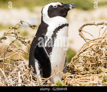 African Penguin (Spheniscus demersus), At Boulders Beach, Cape Town Stock Photo
