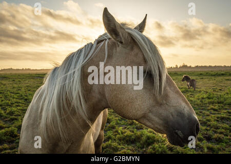 Profile of a horse, close-up, with a mini horse in the background. Stock Photo