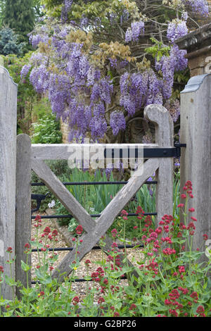 Wisteria growing over a wall in the countryside Stock Photo