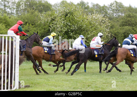 Race horses jumping brush fences at a local point to point meeting Stock Photo