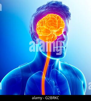 Human brain anatomy, illustration. Stock Photo
