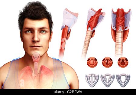 Human vocal cords and larynx, illustration. Stock Photo