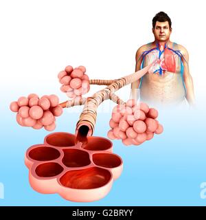 Human alveoli, illustration. Stock Photo