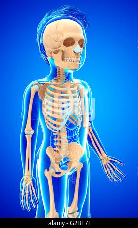 Skeletal system of a child, illustration. Stock Photo