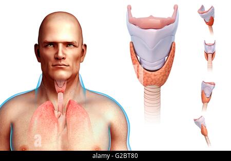 Human vocal cords and larynx, illustration. Stock Photo