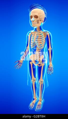 Skeletal system of a child, illustration. Stock Photo