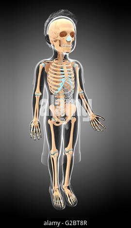 Skeletal system of a child, illustration. Stock Photo