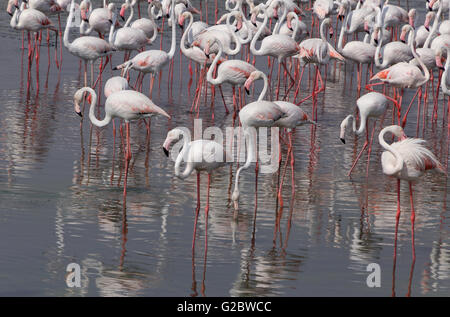 flock of flamingo in Ras Al Khor wildlife sanctuary