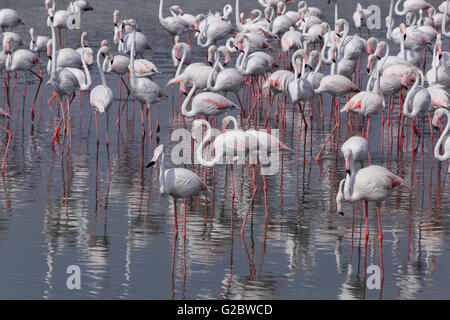 Greater flamingos in Ras Al Khor wildlife sanctuary Stock Photo