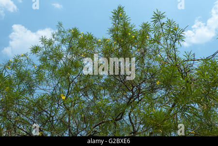 yellow oleander trees against a clear blue sky with rich color contrast in the evening light Stock Photo