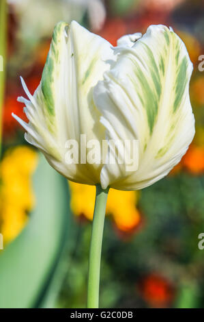 fringed white and green tulip Stock Photo
