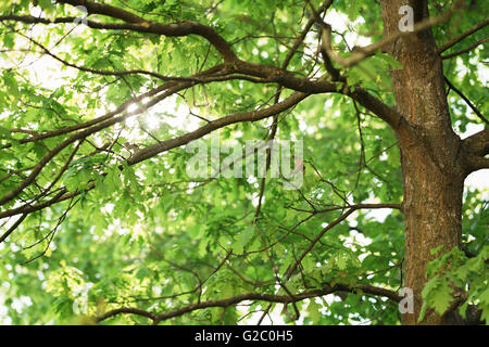 oak tree with young green leaves in sunny spring day Stock Photo