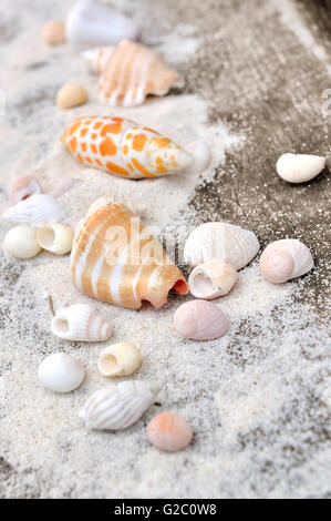 little seashells on the sand on wooden background Stock Photo