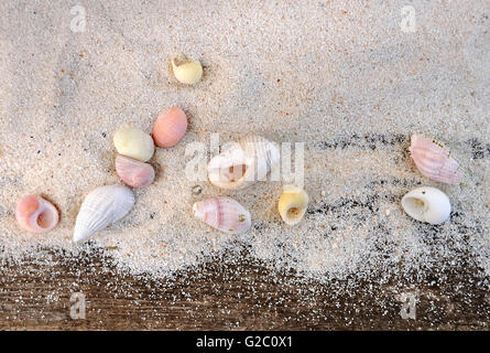 little seashells on the sand on wooden background Stock Photo