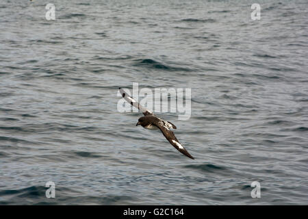 Cape pigeon flying over Pacific Ocean near Kaikoura. Stock Photo