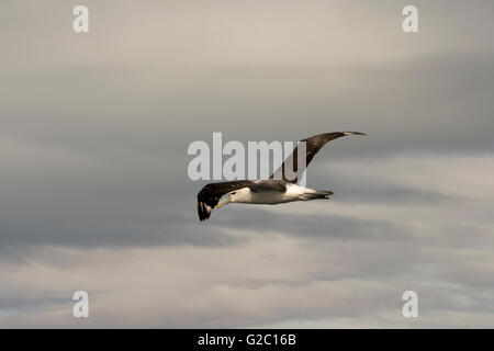 Shy Mollymawk flying over the Pacific Ocean near the coast of Kaikoura in New Zealand. Stock Photo