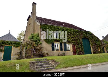 House with some ivy in facade and a vineyard and door and blue wooden shutters. Stock Photo