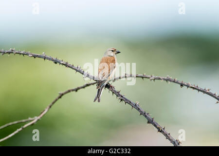 Male linnet (Carduelis cannabina) perched on brambles Stock Photo
