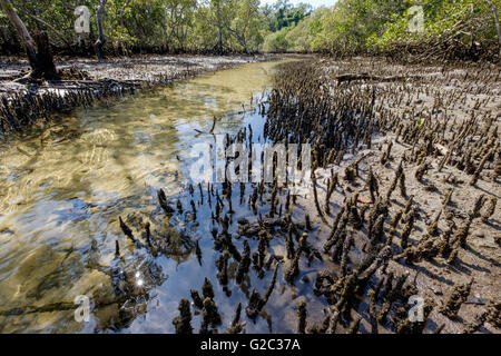 Myora Springs at low tide Stock Photo