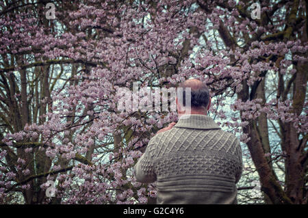 Man photographing cherry blossom viewed from behind. Stock Photo