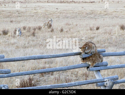 Two juvenile mountain lion cubs cling to a rail fence after being chased by a pack of angry coyotes at the National Elk Refuge March 28, 2013 in Kelly, Wyoming. The coyotes circled the cats for an hour before letting the cubs escape. Park rangers sighted the cubs safely with their mother the following day. Stock Photo