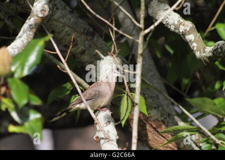 Spotted dove (Streptopelia chinensis) spotted in a clearing Stock Photo