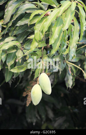 Green mango fruit on tree in the orchard. Stock Photo