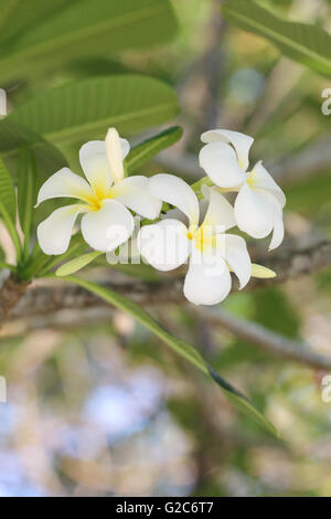 white plumeria or frangipani flower on tree in the garden. Stock Photo