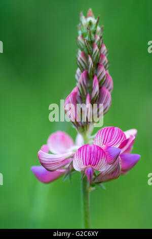 Sainfoin (Onobrychis viciifolia) raceme. Pink flowers with purple veins on plant in the family Fabaceae, the pea family Stock Photo