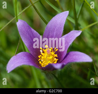 Pasque flower (Pulsatilla vulgaris) on Devils Dyke, Cambridge Stock Photo