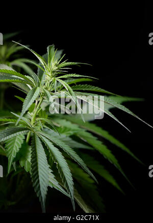 Hemp plant isolated on black background Stock Photo