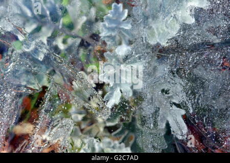 Leaves and grass under ice Stock Photo