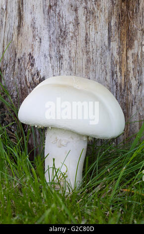 One Horse Field Mushroom in the Wild Stock Photo