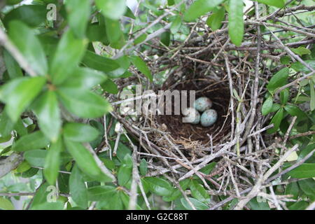 eggs in nest Stock Photo