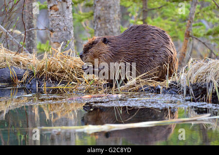 An adult wild beaver sitting on his beaver dam eating some fresh green vegetation Stock Photo