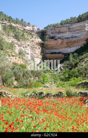 Poppy field and precipice. Hoz del Jucar. Albacete province. Castile La Mancha. Spain. Stock Photo