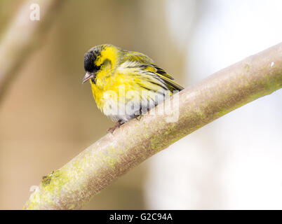 Male black-headed goldfinch (Carduelis spinus) sitting on the branch of a tree Stock Photo