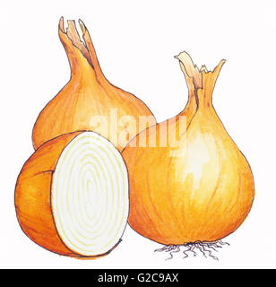 Two onions and a half one. Illustration. Stock Photo