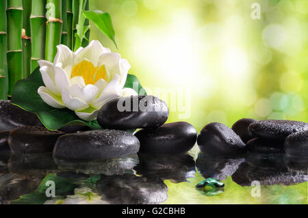 Water lily on lots of black stones reflected in water in nature. With bamboo and green background bokeh. Concept of calm Stock Photo