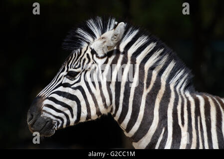 Portrait of Burchell's Zebra (Equus quagga burchellii) Stock Photo