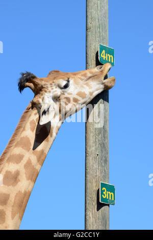Neck and Measurement Pole Showing Height of a Reticulated Giraffe or Somali Giraffe (Giraffa camelopardalis reticulata)