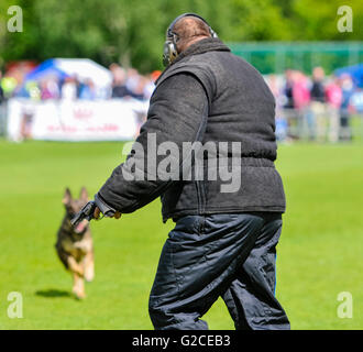 A police dog runs up to disable a man holding a gun during attack dog training Stock Photo